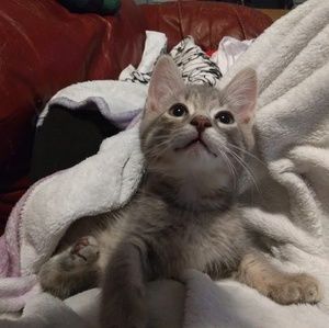 Meet your Posher, Autumn